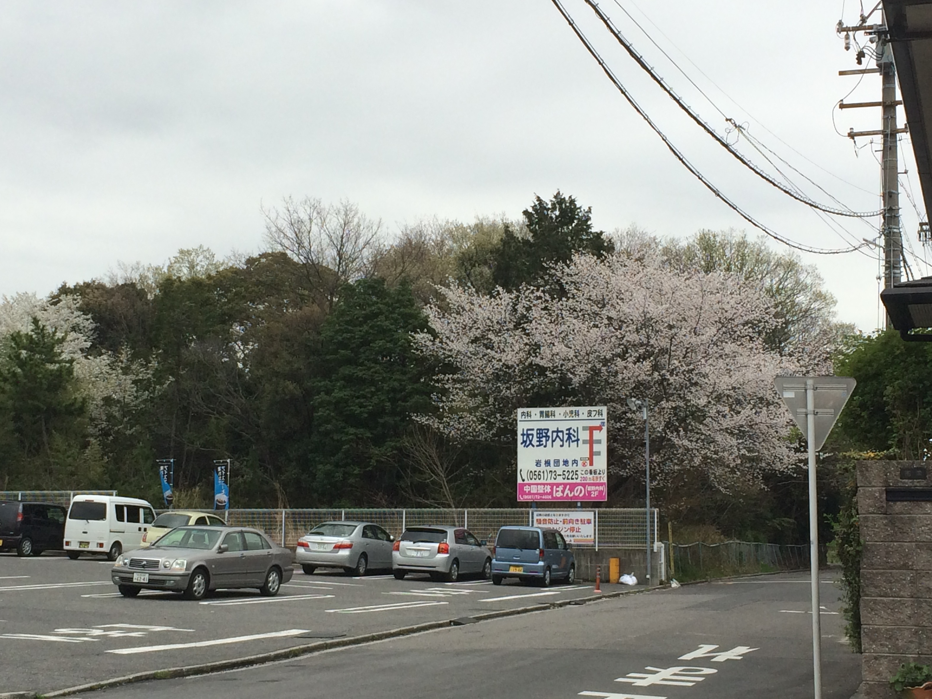 現在の造成工事の状況とシンボルツリーである桜はいかに・・・！