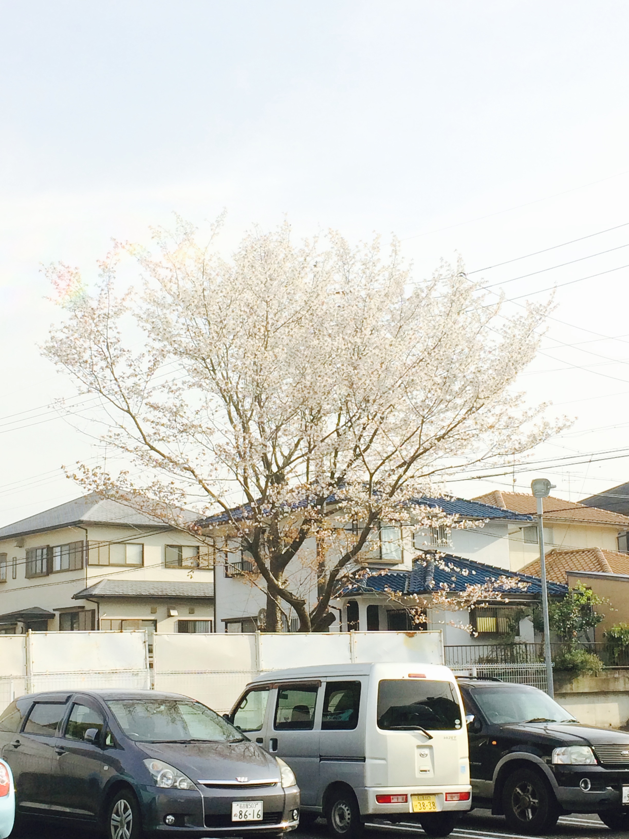 エクラのシンボルツリー満開です。